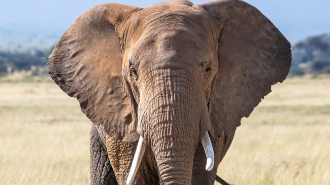 Elephant
