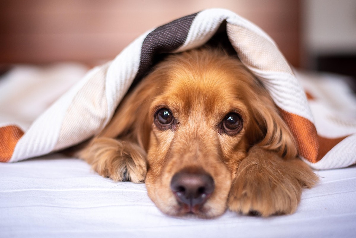 Report: Pet food market to reach US$227 billion by 2034