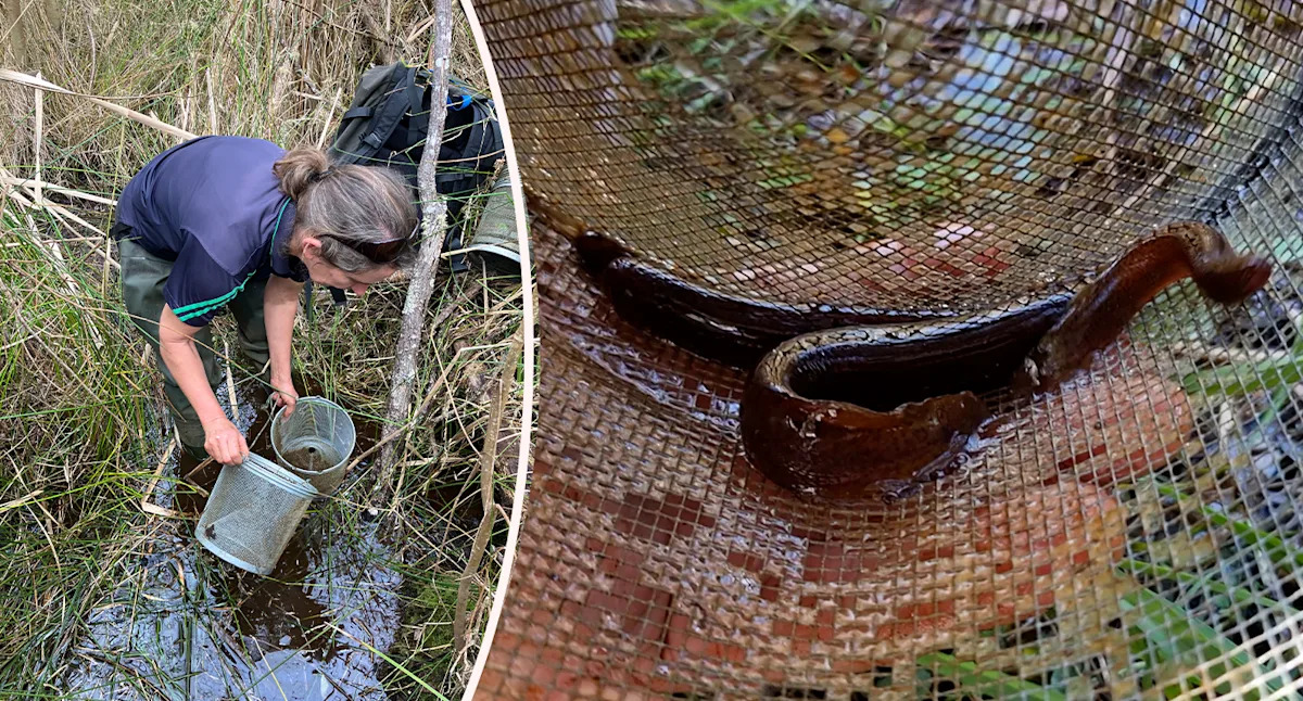 Breeding colony of rare swamp creatures discovered during 12-year search