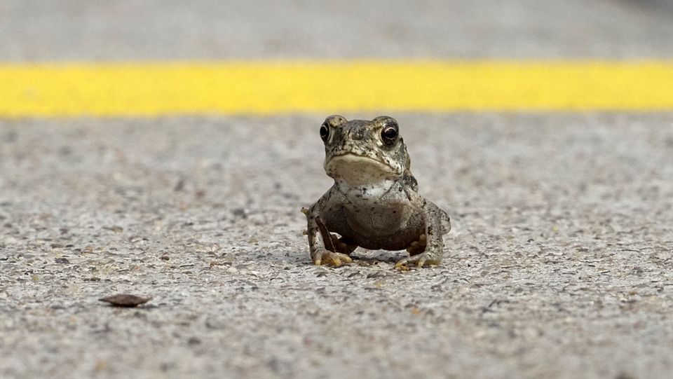 The toxic toads appeared after heavy rain. Photo: Getty