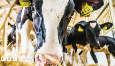 Virtual dairy farm aims to transform industry