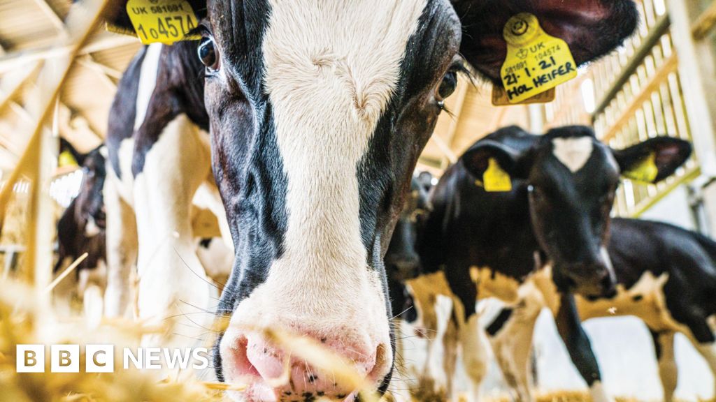 Virtual dairy farm aims to transform industry