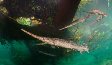 Fragile River of Life | Wildlife Photographer of the Year