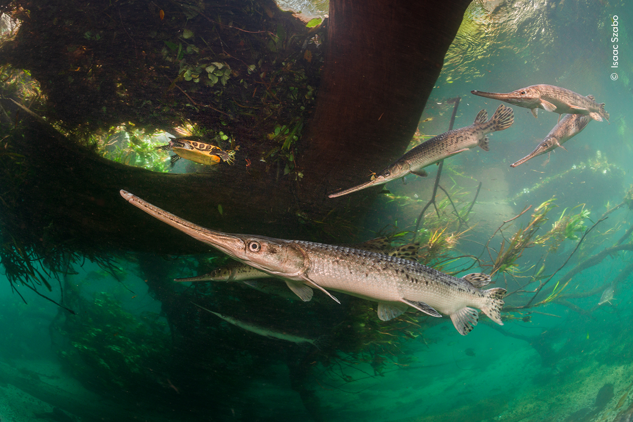 Fragile River of Life | Wildlife Photographer of the Year