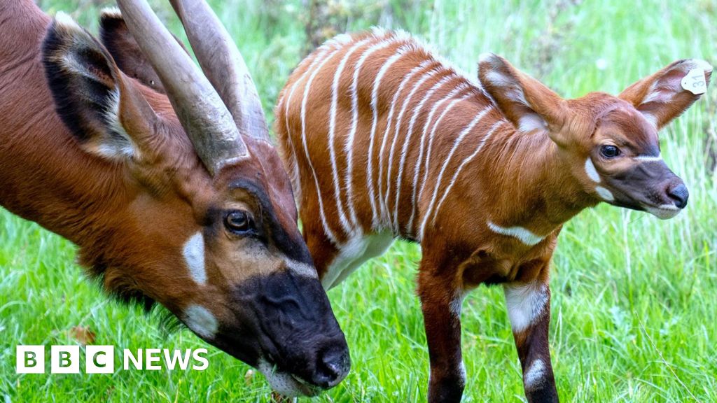 Birth of mountain bongo at Woburn 'win for global conservation'