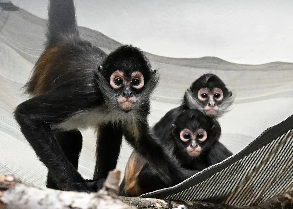 Spider monkeys who were rescued after they were smuggled into the United States from Mexico. A Houston, Texas man pleaded guilty to smuggling them into the country. The monkeys now have a home at Brookfield Zoo Chicago in Illinois.
