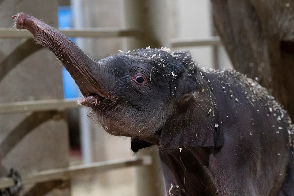 Amanda Carberry/Columbus Zoo and Aquarium The newborn Asian elephant at the Columbus Zoo and Aquarium