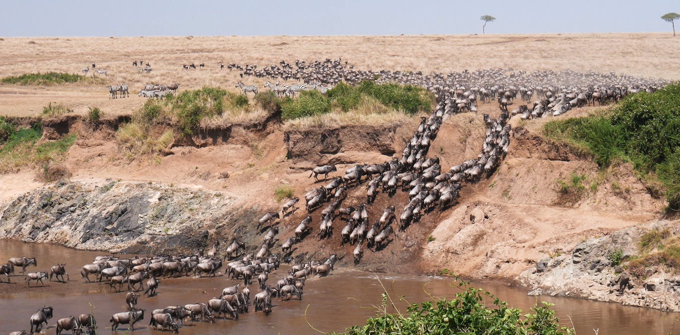 satellites and AI are helping count Africa’s wildlife