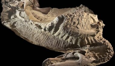 Dinosaur ‘mummies’ help scientists visualize the fleshy details of these ancient animals