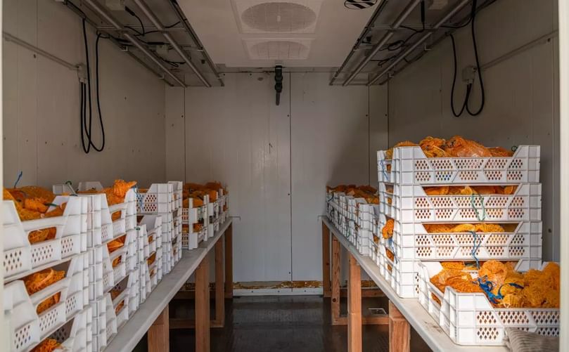 The first potato harvest of the project has already been gathered at the MPI MP.
