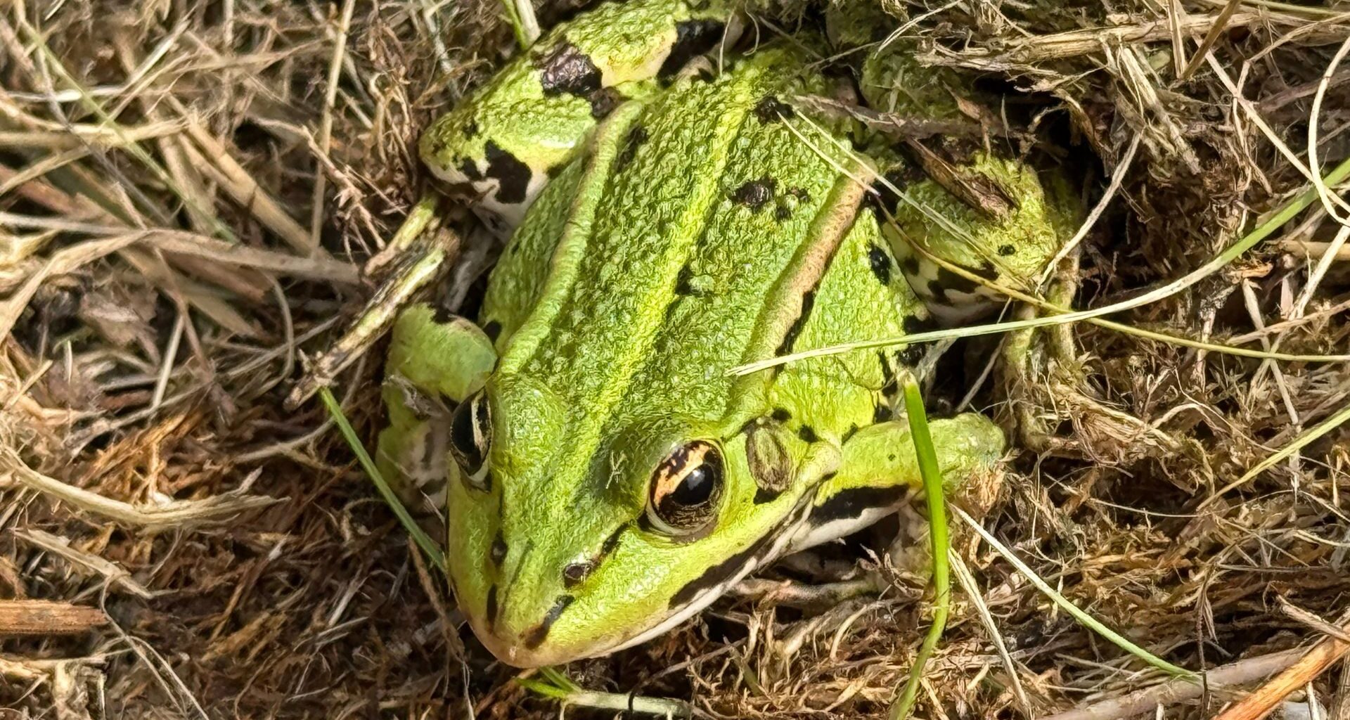 Frog