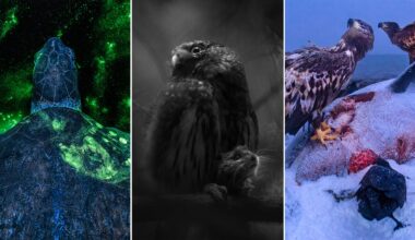 A split image: a sea turtle glows with green bioluminescence underwater; an owl holds a small rodent in its talons in a moody black-and-white scene; two eagles feed on a carcass on snowy ground while a raven watches.