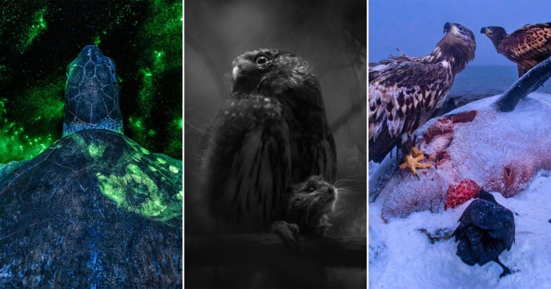 A split image: a sea turtle glows with green bioluminescence underwater; an owl holds a small rodent in its talons in a moody black-and-white scene; two eagles feed on a carcass on snowy ground while a raven watches.