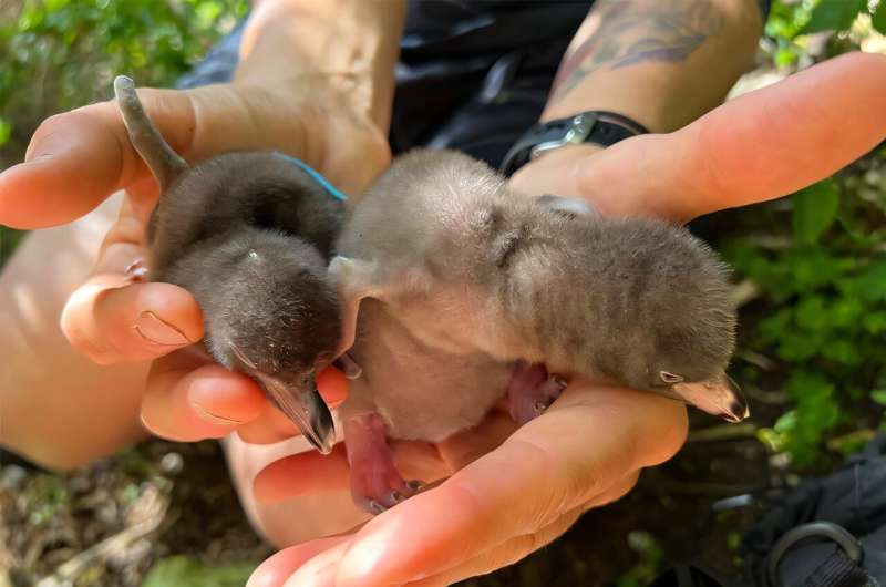 Mainland hoiho are facing a health crisis with many chicks succumbing to respiratory distress syndrome. The researchers hope their findings will provide insight into why the disease affects mainland chicks and not their subantarctic relatives, and hopefully halt further population decline. Credit: Janelle Wierenga Genetic secrets of one of world's rarest penguins revealed