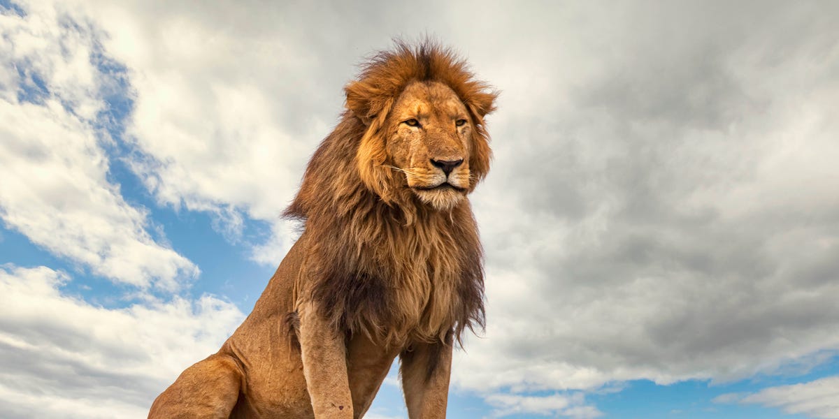 The 'Lion' Meme Is Being Used to Discuss Long COVID