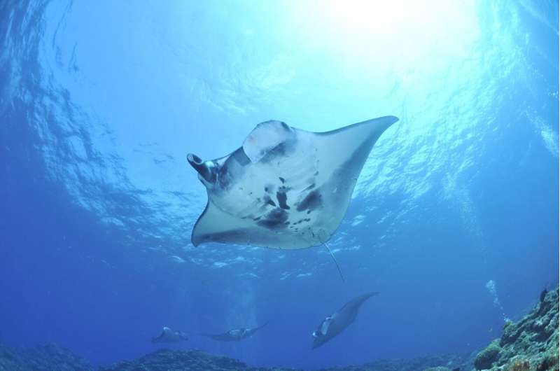 giant manta ray