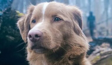 The haunted house movie Good Boy, told from the perspective of a dog, has been given a digital release three weeks after it reached theatres