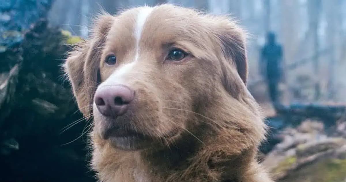 The haunted house movie Good Boy, told from the perspective of a dog, has been given a digital release three weeks after it reached theatres
