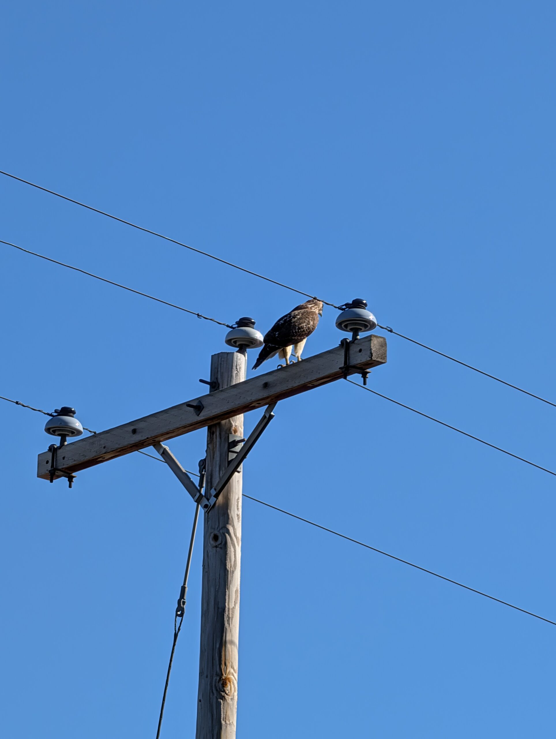A photo of a hawk on a telephone pole, taken with the Pixel 10 Pro.
