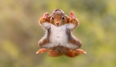 Laugh out wild: Nature’s funniest photos of 2025 - Gulf News