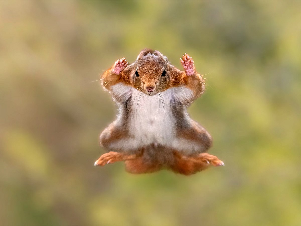 Laugh out wild: Nature’s funniest photos of 2025 - Gulf News