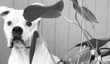 Woman loses her dog to cancer and then receives DNA results that leave her stunned