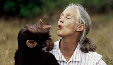 Conservationist and chimpanzee expert Dr Jane Goodall dies aged 91 - The Journal