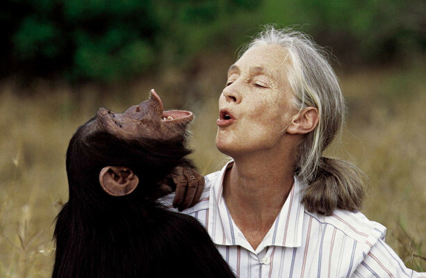 Conservationist and chimpanzee expert Dr Jane Goodall dies aged 91 - The Journal