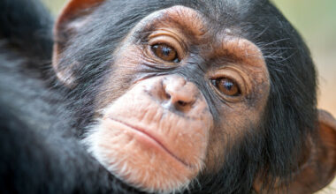 How much do you know about chimpanzees? · TheJournal.ie