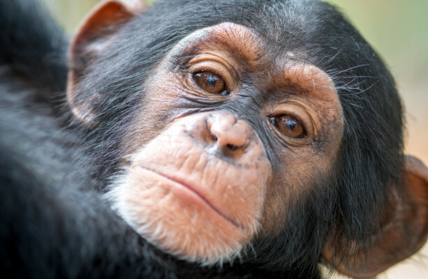 How much do you know about chimpanzees? · TheJournal.ie