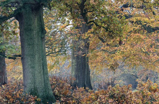 Investigation after more than 30 acres of native trees - some centuries old