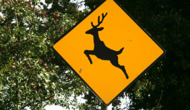 Antlers at dawn: It's deer breeding season so motorists are urged to drive with care - The Journal