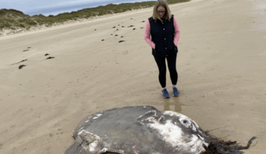 Huge ocean sunfish found washed up off Donegal coast · TheJournal.ie