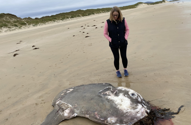 Huge ocean sunfish found washed up off Donegal coast · TheJournal.ie