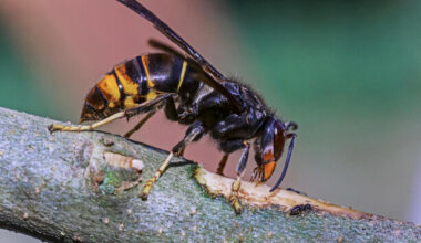 Asian hornets are a sign of accelerating risks to Ireland's environment, says climate council - The Journal