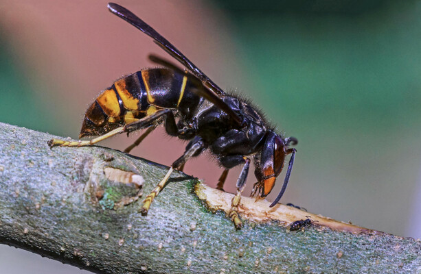 Asian hornets are a sign of accelerating risks to Ireland's environment, says climate council - The Journal