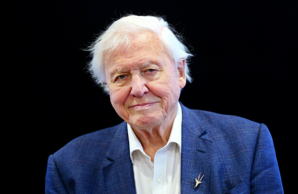 David Attenborough breaks record as oldest Daytime Emmy winner at 99 - The Journal