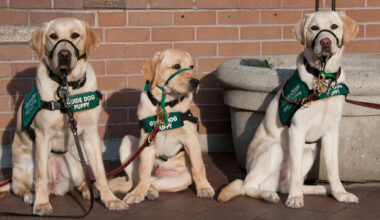 Gardaí praise ‘gentleman’ who found money 'blowing in the wind’ and donated it to guide dog charity - The Journal
