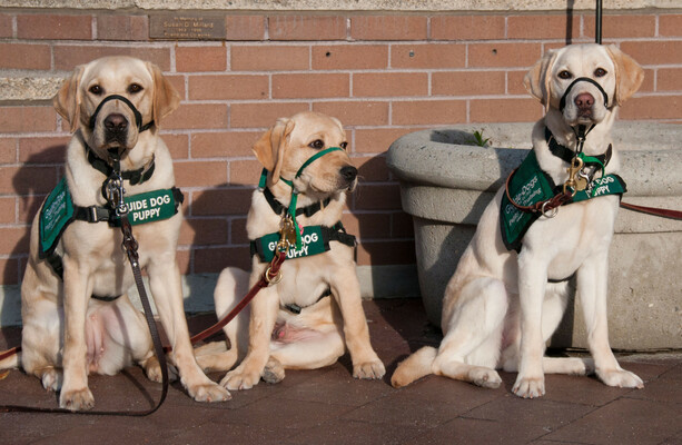 Gardaí praise ‘gentleman’ who found money 'blowing in the wind’ and donated it to guide dog charity - The Journal