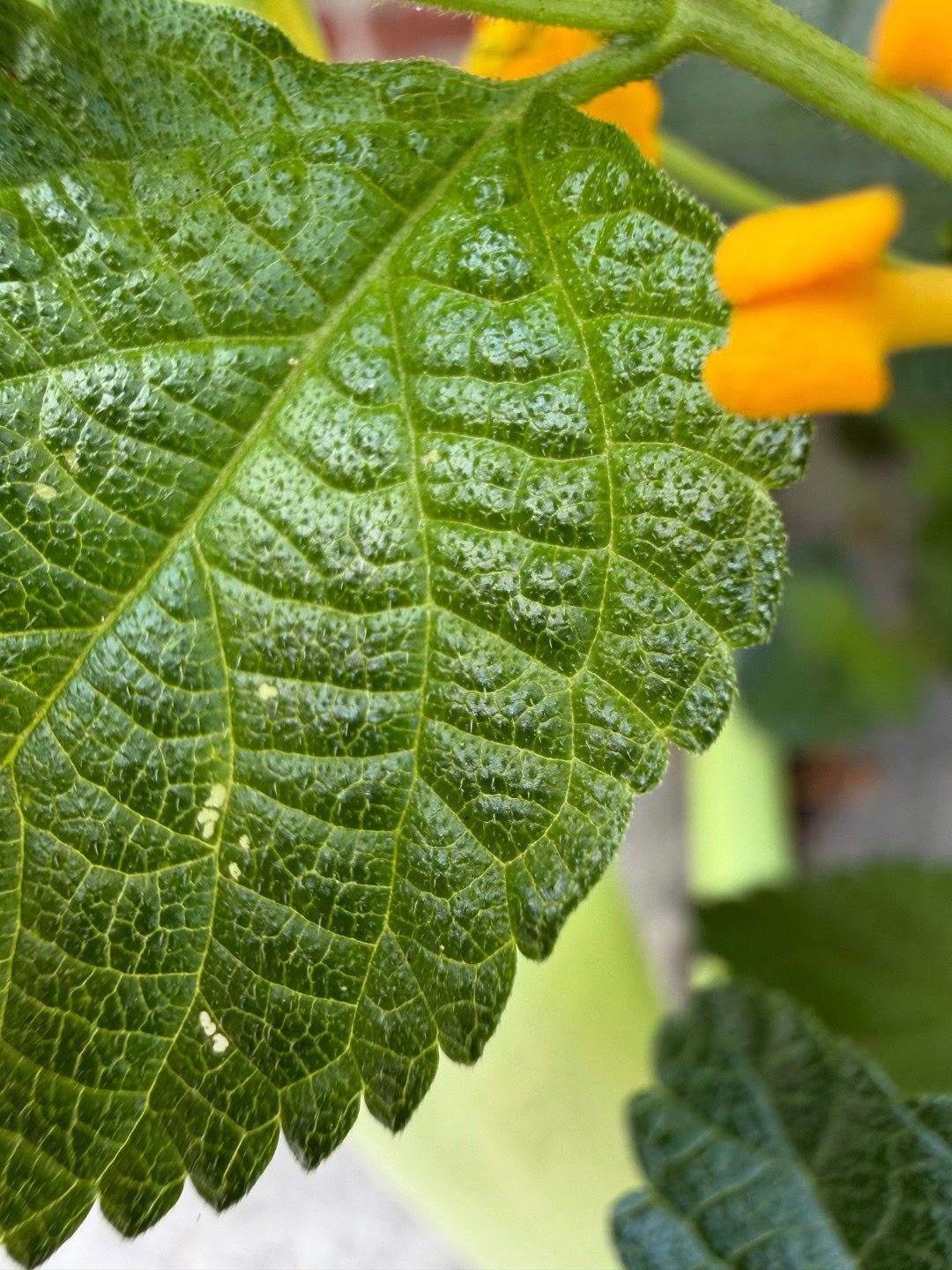 iPhone 17 Pro macro leaf