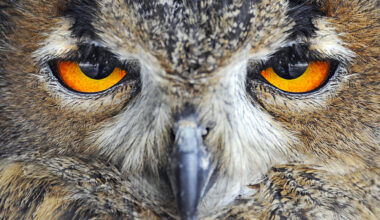 TracyTalk: Quantum eMotion and the Power of Randomness — Preparing for the Quantum Computing Threat Horizon