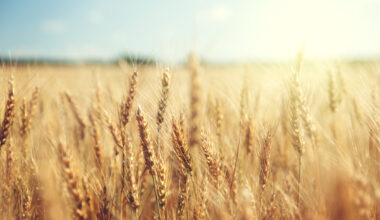 Waiting Game for Wheat Market As Weakness Persists