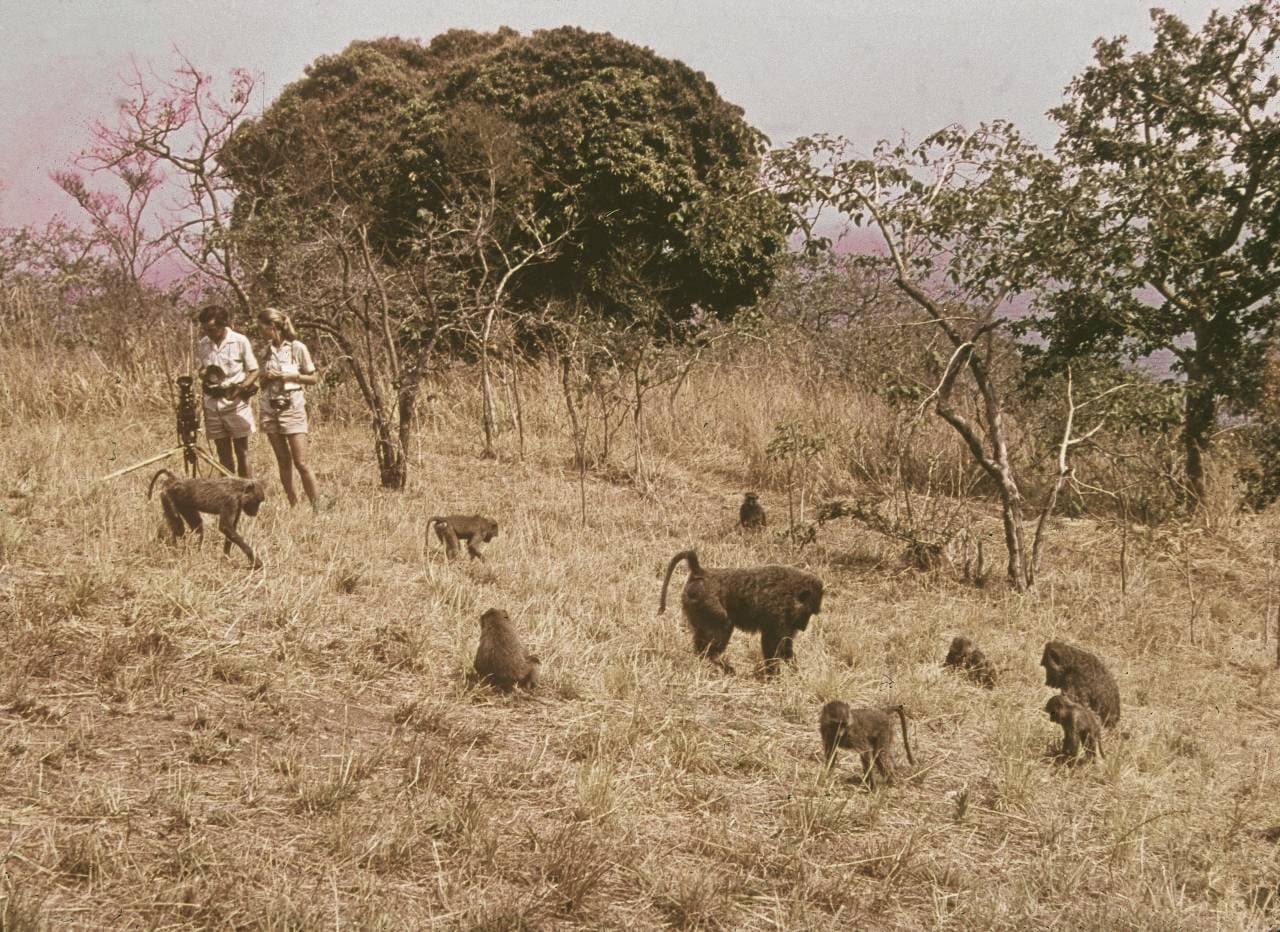 Jane Goodall, Who Studied Chimpanzee Behavior for Decades in Africa, Dies at 91