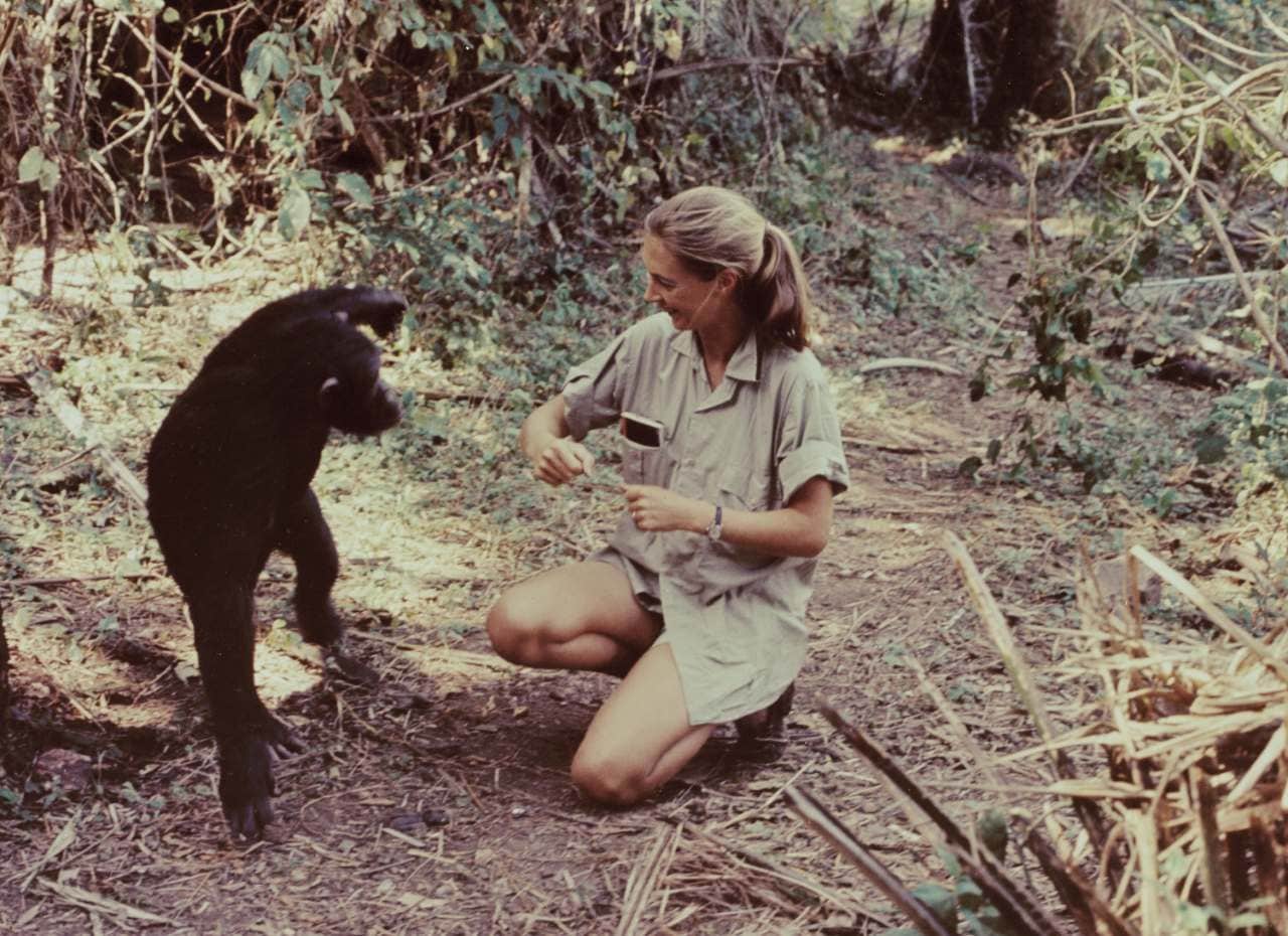 Jane Goodall, Who Studied Chimpanzee Behavior for Decades in Africa, Dies at 91