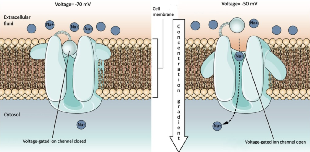 Diagram of an influx of sodium ions through sodium channels.