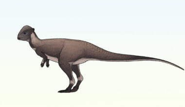 New Species of Dome-Headed Dinosaur Identified in Montana