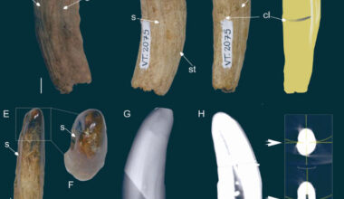 The right lower canine of a large proborhyaenid sparassodont from the Tremembé Formation, Brazil. Scale bars - 5 mm in (A-E) and 20 mm in (H). Image credit: Rangel et al., doi: 10.4072/rbp.2025.2.0534.