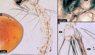 Larva of Cretosabethes primaevus. Image credit: Amaral et al., doi: 10.1016/j.gr.2025.09.011.