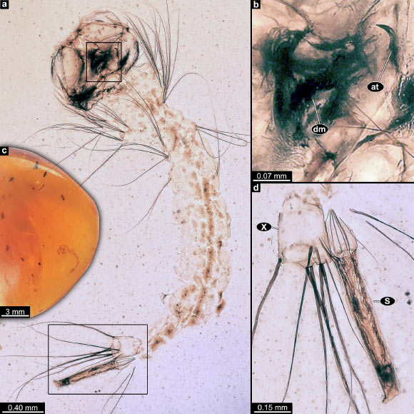 Larva of Cretosabethes primaevus. Image credit: Amaral et al., doi: 10.1016/j.gr.2025.09.011.