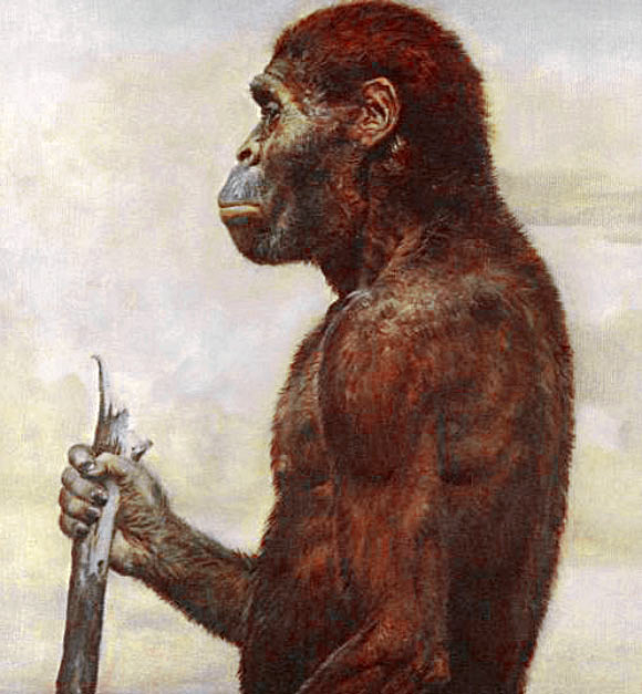 Australopithecus africanus. Image credit: J.M Salas / CC BY-SA 3.0.